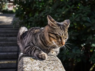 Obraz premium A cat is sitting on a stone staircase enclosure in a park. The cat is tense and pressed his ears. Close-up. The cat straightened his mustache. Cat in the garden. 