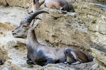 seal in zoo