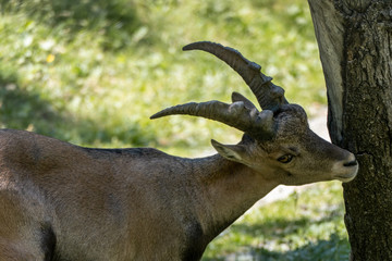 portrait of a goat