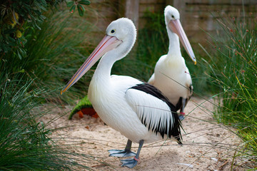 Two black and white bird pelicans among the greenery and sand