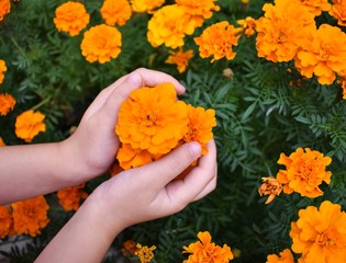 Children's hands hold marigold flowers. Woman holding flowers. Bright, orange marigolds. Tenderness and care.