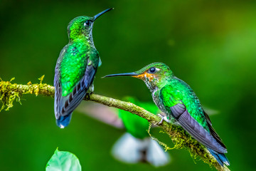 Amazilia decora, Charming Hummingbird, bird feeding sweet nectar from flower pink bloom. Hummingbird behaviour in tropic forest, nature habitat in Corcovado NP, Costa Rica. Two bird in fly, wildlife.
