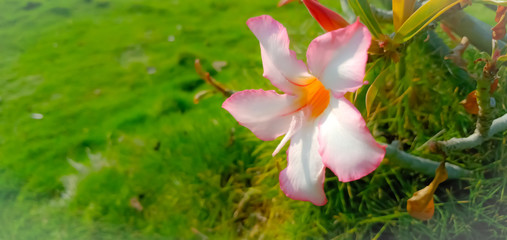 Pink plumeria flower in the garden