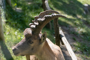 portrait of a goat