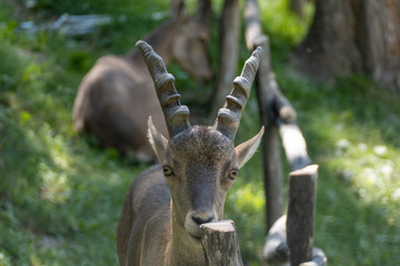 deer in the forest