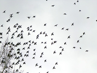 A flock of birds in flight against the sky. Migration of birds in columns and flocks. Many birds sit on a tree. Silhouettes of birds against a gray overcast sky. Flying bird.