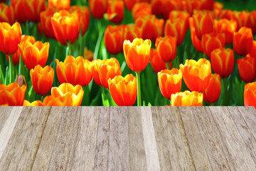 the  beautiful tulips in garden .the orange and yellow gradient color on flower leaves,with perspective wood background,blank wooden space for put on product for advertise.