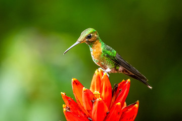 Fototapeta premium Amazilia decora, Charming Hummingbird, bird feeding sweet nectar from flower pink bloom. Hummingbird behaviour in tropic forest, nature habitat in Corcovado NP, Costa Rica. Two bird in fly, wildlife.