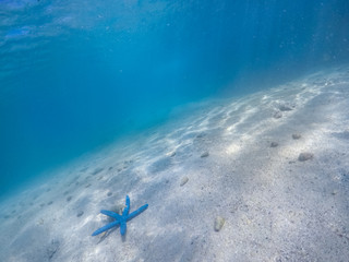 starfish on the sandy bottom of a tropical sea under water