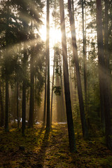 Fototapeta premium Forest with sun rays pouring through trees.
