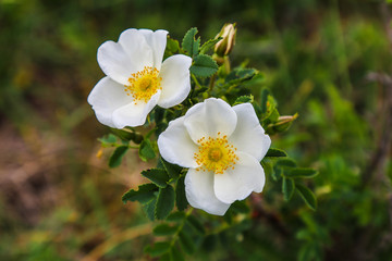 wild rose blooms in the spring in the mountains