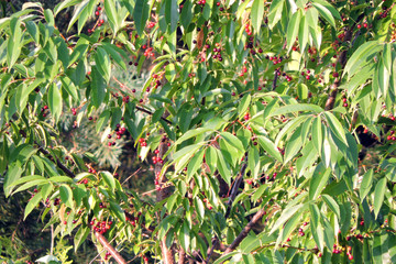Clusters of ripe round red black and purple bird cherry fruit and green long leaves, blurred...