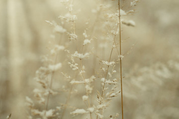 Plants in a field covered with frost