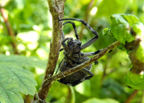 A large hairy and scary forest arthropod spider cross. Nature in macro photography. Exotic insects. Small residents of the city.