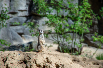 An observant meerkat on the lookout