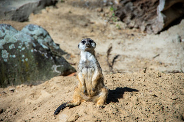 A vigilant meerkat staring 