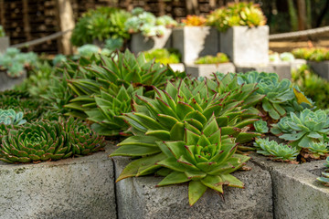 Succulents growing in breeze blocks in Chapultepec park Mexico City	