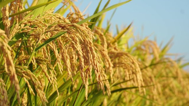 Close-up of a golden paddy under the blue sky; rice in the harvest season