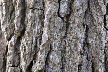 ざらざらした木目