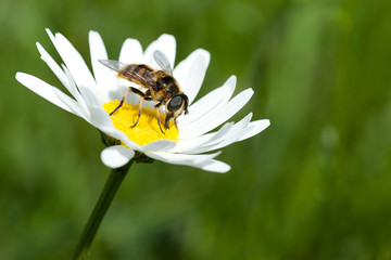 makro-1 © Timo