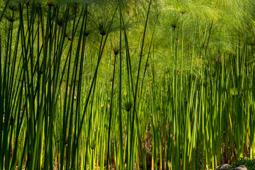 Papyrus, Tropical Bog Plant in Chapultepec park Mexico City