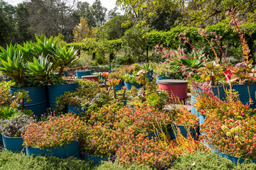 Succulents growing in oil cans in Chapultepec park Mexico City