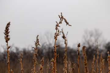 Darnel plants in the field. Dry darnel weed wallpaper. Darnel background. Dry grass in winter time.