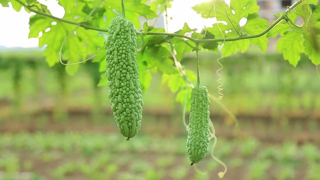 Close-up of two bitter gourds on the vine; depth of field