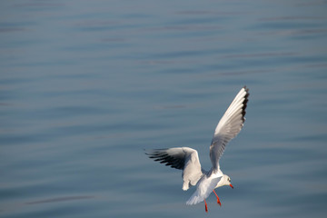 Seagull lands on the water. Beautiful white seagull landing on the river. Seagull with grey and black wings.