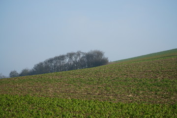 Feld mit Baumgruppe