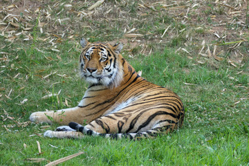 tigre