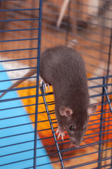 portrait of a black domestic rat