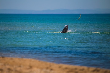 Fototapeta premium Dolphin on the Black Sea hunting for fish
