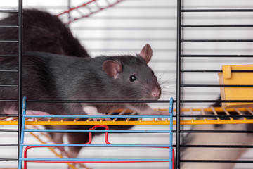 portrait of black domestic rat