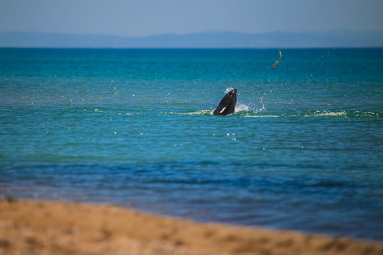 Dolphin On The Black Sea Hunting For Fish