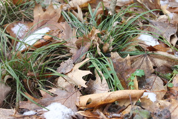  leaves