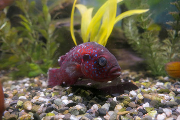 fish in aquarium