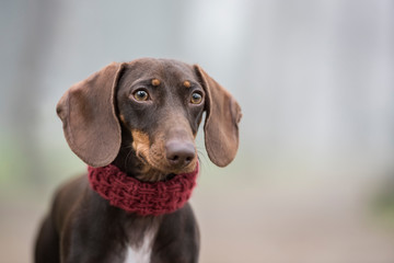 Dachshund dog portrait looking aside in a park with fog in the background. Horizontal with copyspace