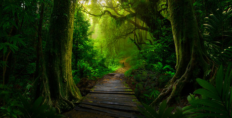 Southeast Asian rainforest with deep jungle