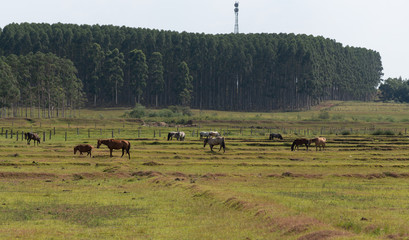 A group of horses in a horse breeding area in Brazil