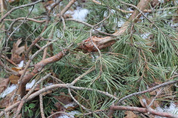 pine branch