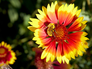 Image of beautiful flower and bee close-up