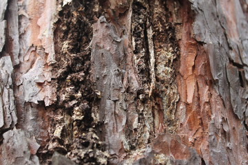 bark of a tree