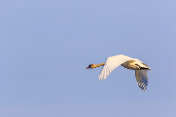 Mute swan flying at a clear blue sky at springtime