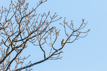 Whinchat bird sitting on a tree branch
