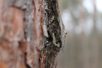  tree bark