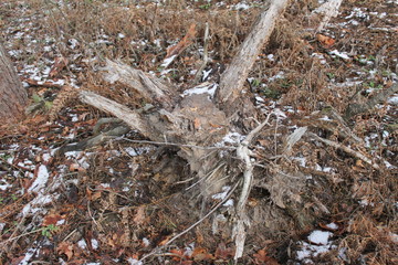 stump