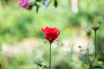 Obraz premium Beautiful red roses flower in the garden