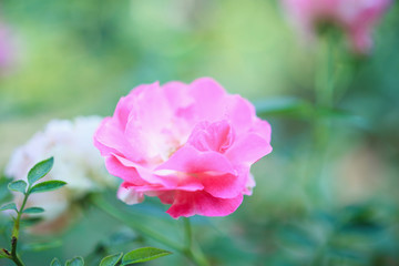 Fototapeta premium Beautiful pink roses flower in the garden