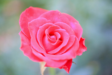 Beautiful red roses flower in the garden